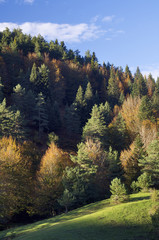 autumn forest in Pyrenees