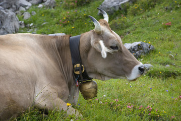 braune kuh
