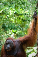 The adult male of the orangutan.