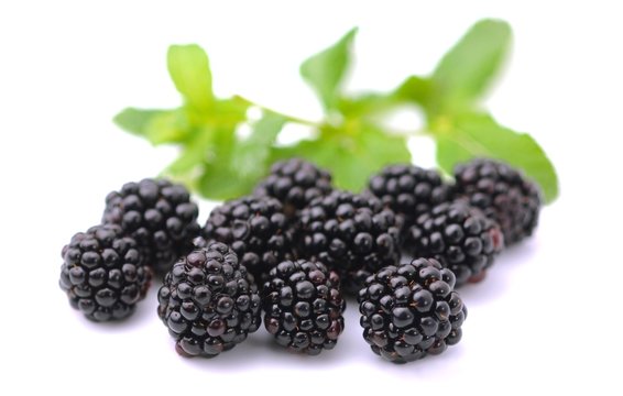 Blackberries - More