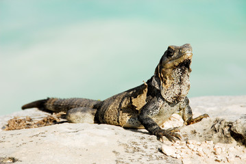 Iguana