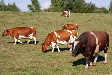 Fototapeta na wymiar Zuchtbulle mit Kühen auf der Weide 904