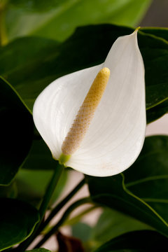Single Peace Lily Plant