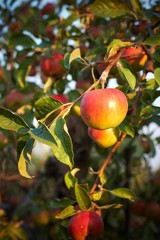 Fresh apple on tree