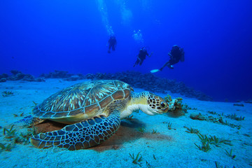 Green Sea Turtle and Scuba Divers