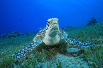 Papier Peint photo Lavable Tortue Green Sea Turtle