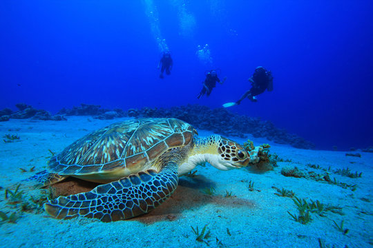Green Sea Turtle and Scuba Divers