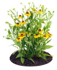 Bush of Coreopsis flowers on bed