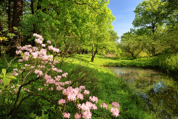 Spring landscape with pond - obrazy, fototapety, plakaty