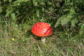amanita