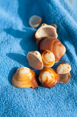 shells on towels