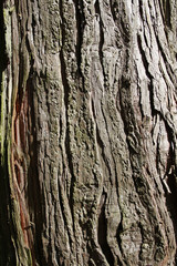 Tree bark texture