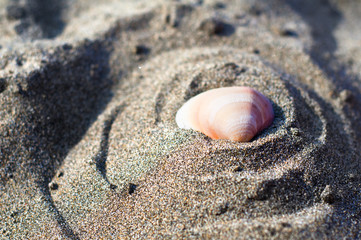 shell on the beach