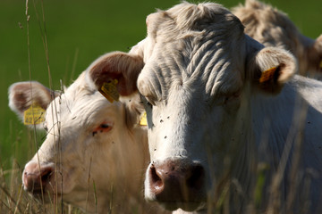 Charolais Kühe
