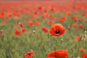 Obraz premium red tulip on green