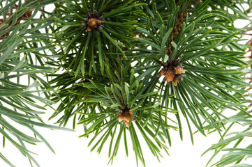 pine branch isolated on the white background