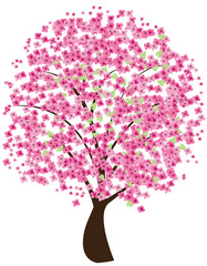 cherry tree in blossom