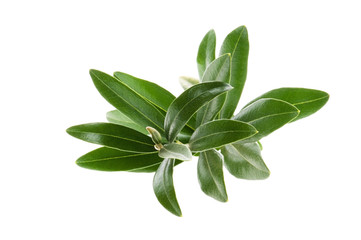 Olive branch isolated on the white