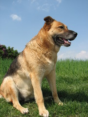 sitzender schäferhund