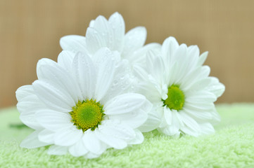 Fototapeta premium Wet Daisies on a Green Towel