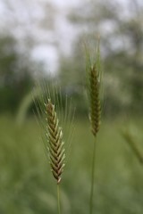 Due spighe nel campo