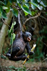 Bonobo cub.