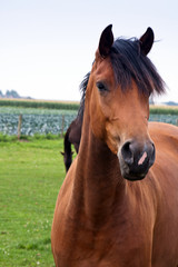 Obraz premium Pferdeportrait 737