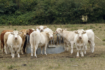 Vaches 