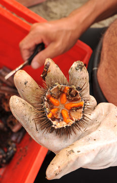 d&eacute;gustation d'oursin sur la plage