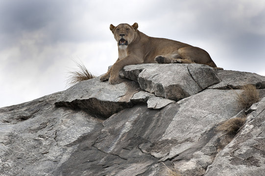 Serengeti
