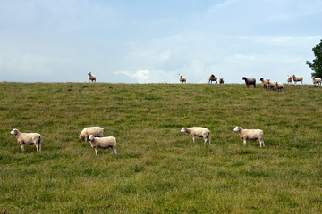 Fototapeta premium Schafherde 827