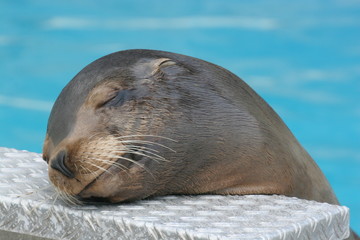 Sea lion resting with closed eyes and a smile on its face