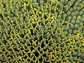 Huge Euphorbia with many tiny yellow blossoms in top view