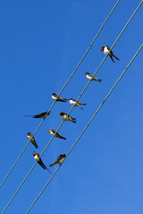 swallows on wires