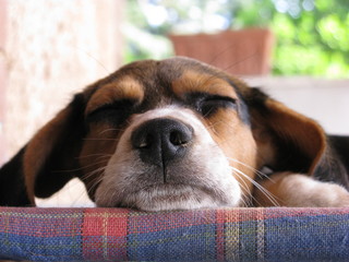 Beagle che dorme - obrazy, fototapety, plakaty
