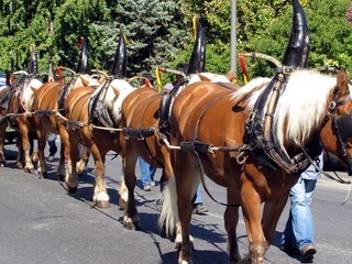 Attelage de chevaux © Jackin