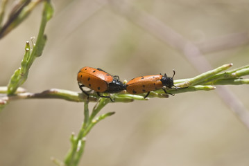 Mariquitas copulando.