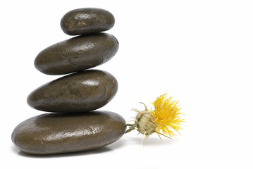 Equilibrio zen y cardo amarillo.
