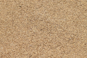 rice grain in sunlight, Hue, Viet Nam