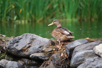 Canard