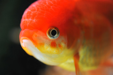 lion head goldfish