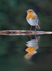 rouge gorge oiseau reflet commun farouche plume