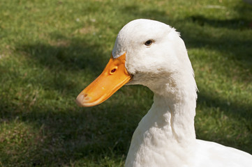 Head of a white duck