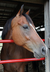 American Quarter Horse Mare