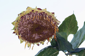 Girasol