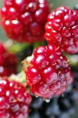 ブラックベリー/木イチゴ