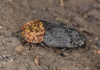 Red-breasted carrion beetle (Oiceoptoma thoracicum)