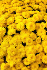 yellow chrysanthemums - 25345842