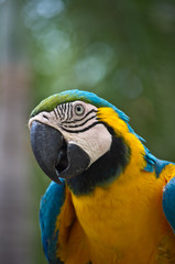 parrot close up