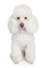 White poodle puppy